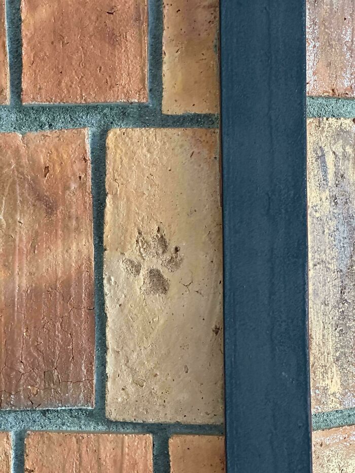 Paw print embedded in a brick wall, showcasing something mildly interesting for people to share.