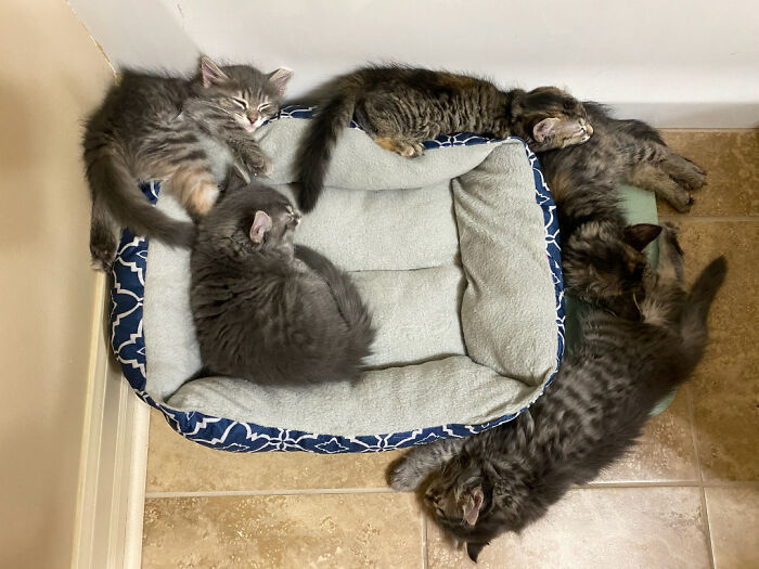 Five kittens sleeping around an empty pet bed, showcasing something mildly interesting.