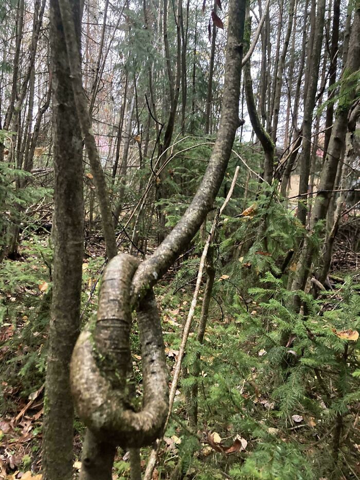 Twisted tree branch creating a natural loop in a forest, showcasing something mildly interesting.