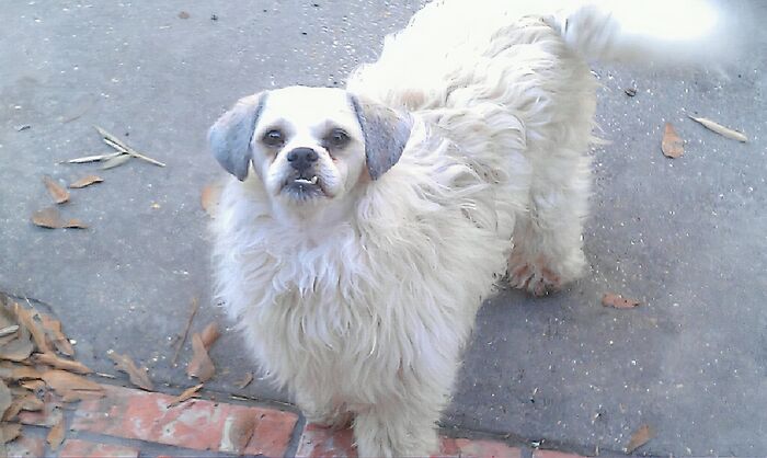 So, My Friend's Dog Just Got A Haircut