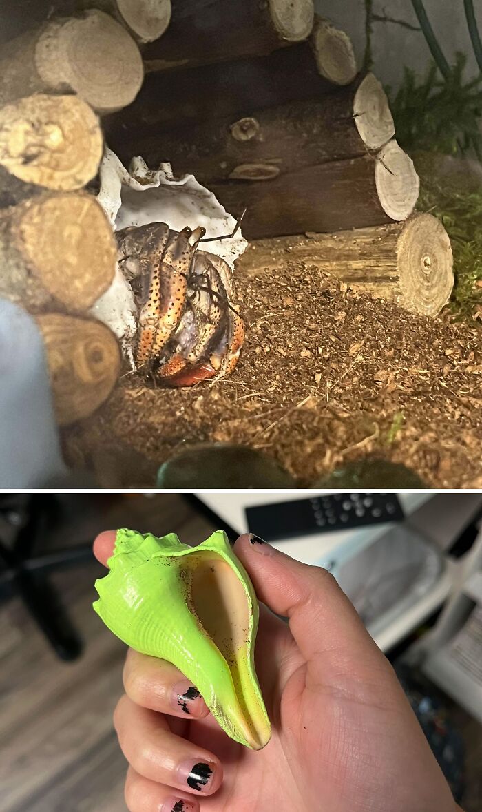 I Adopted A Hermit Crab From The Animal Shelter My Mom Works At 4 Days Ago And This Morning I Found That He Moved Out Of His Neon Green Shell :)