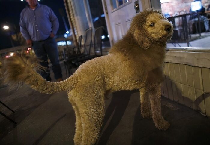 Labradoodle With A Lion Haircut. Multiple 911 Calls Ensued Concerning The "Mini Lion"