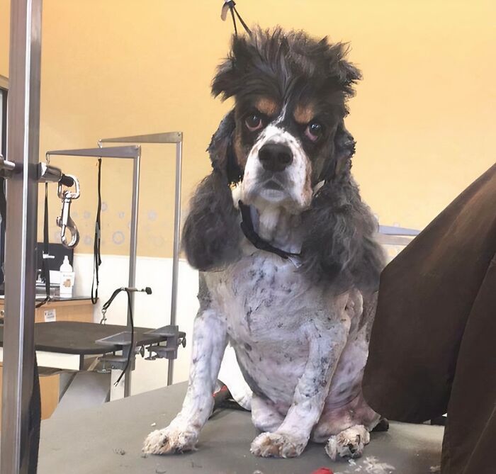 When You Get Skunked & Have To Go To The Groomers 3 Times In One Month, But On The Third Time You Parent Asks The Groomer If They Have Time For A Haircut