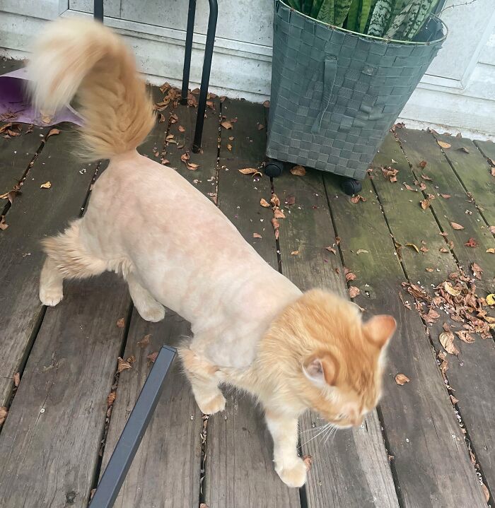 My Sister Shaves Her Cat In The Summer And Now He Looks As Dumb As He Is