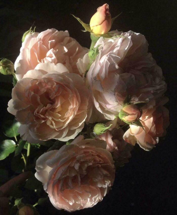 Roses in soft light, evoking Renaissance painting aesthetics.