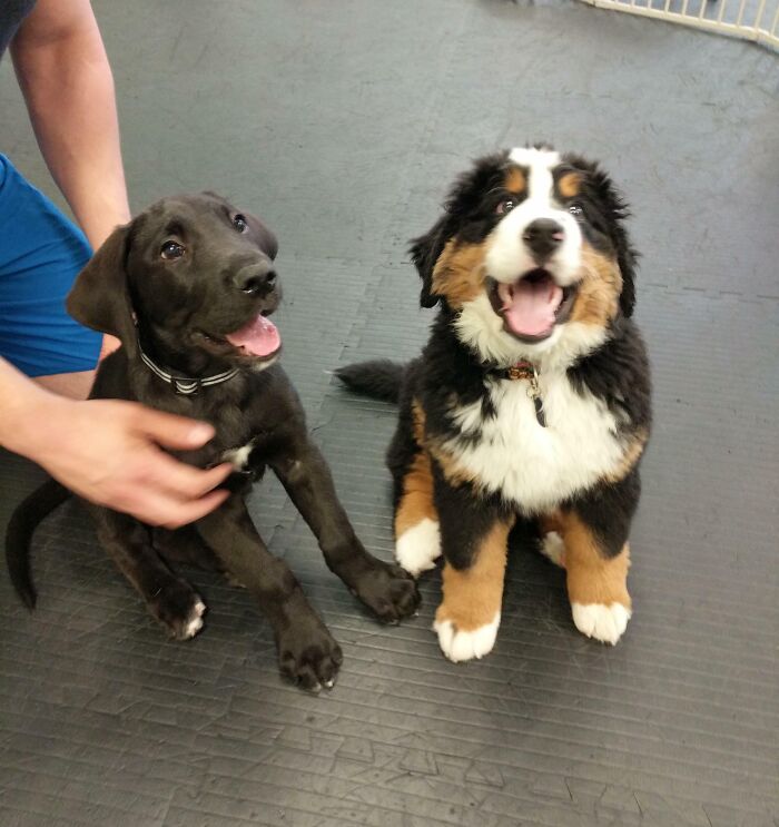 My Puppy, Hodor (Great Dane/Irish Wolfhound) And His New Friend Dewey At Puppy Preschool. Hodor Is 10 Weeks And Dewey Is 11 Weeks