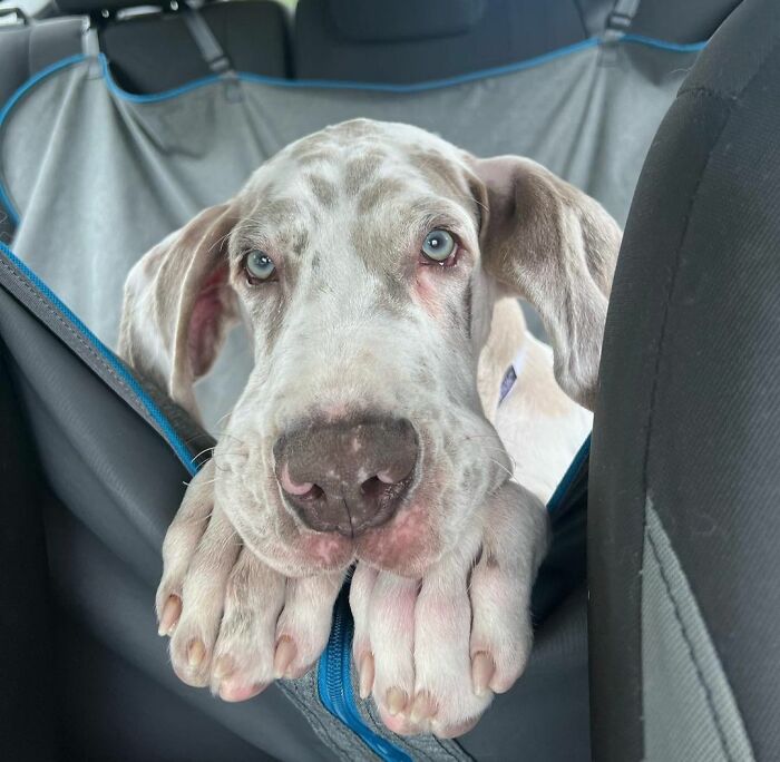 I Just Want To Be In The Front Seat With Mom🥺