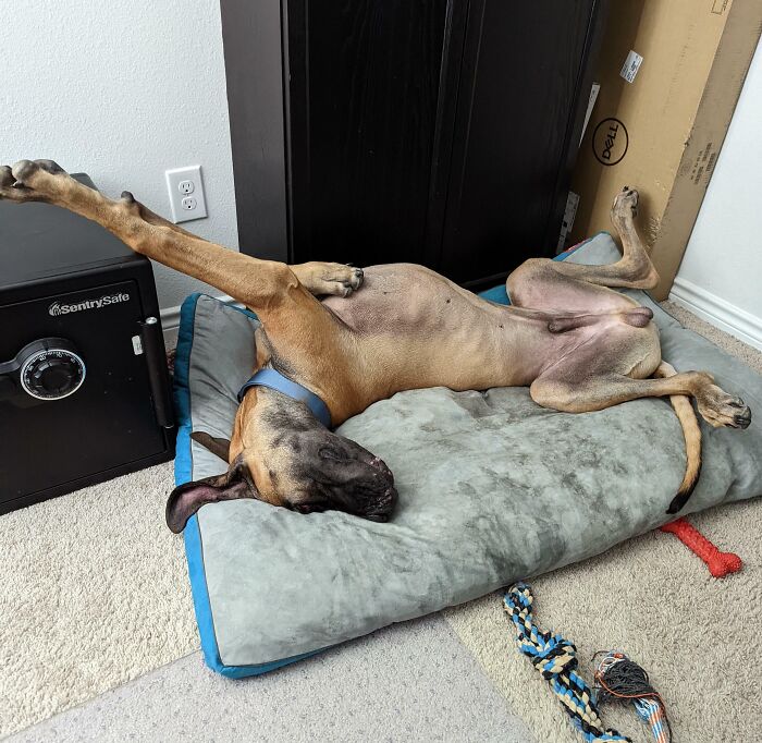 My Boy Sleeps In The Goofiest Positions