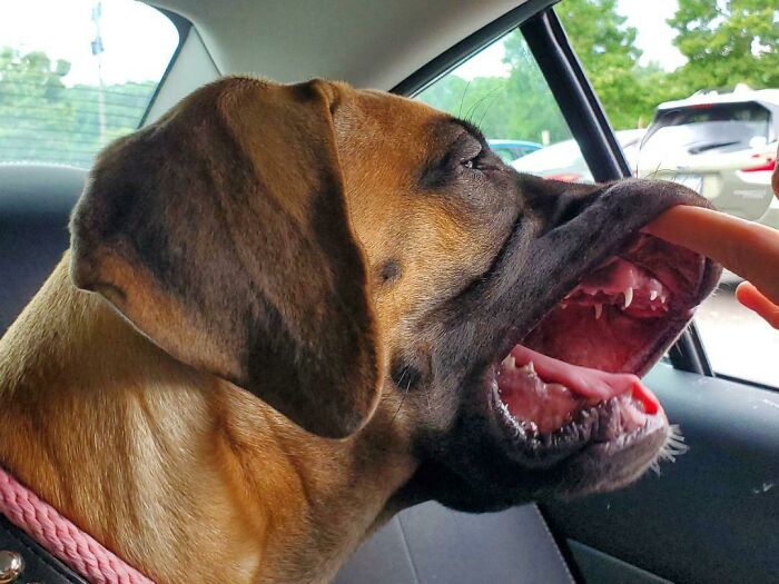 Our Great Dane Puppy Has Tripled In Size (20 To 61 Lbs) In The 8 Weeks Since We Got Her, Making Her Baby Teeth Look Super Tiny And Far Apart