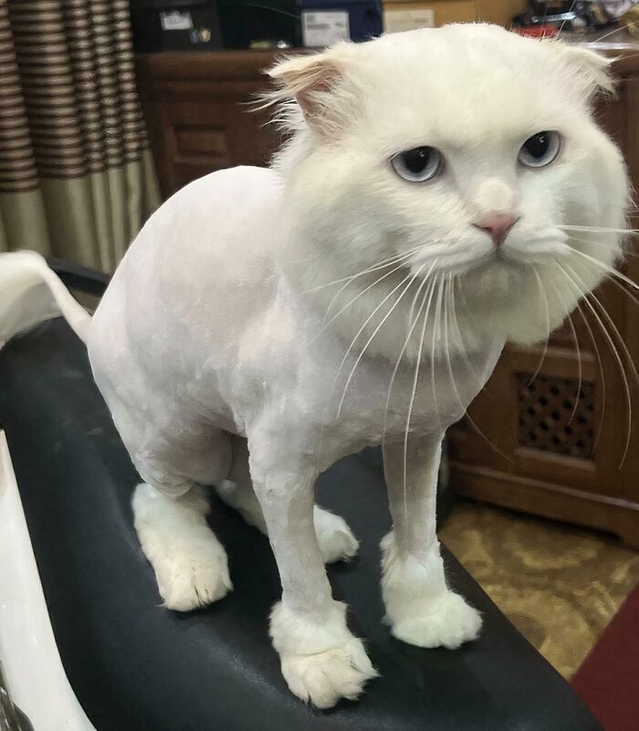 He Wasn't Amused Of The New Haircut