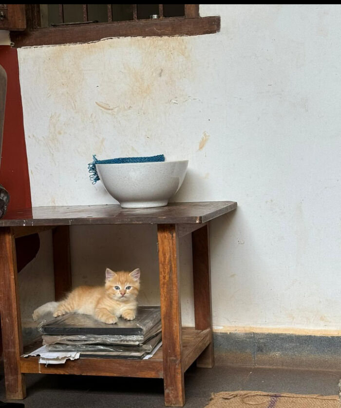 A fluffy orange kitten under a rustic table resembles a Renaissance painting.