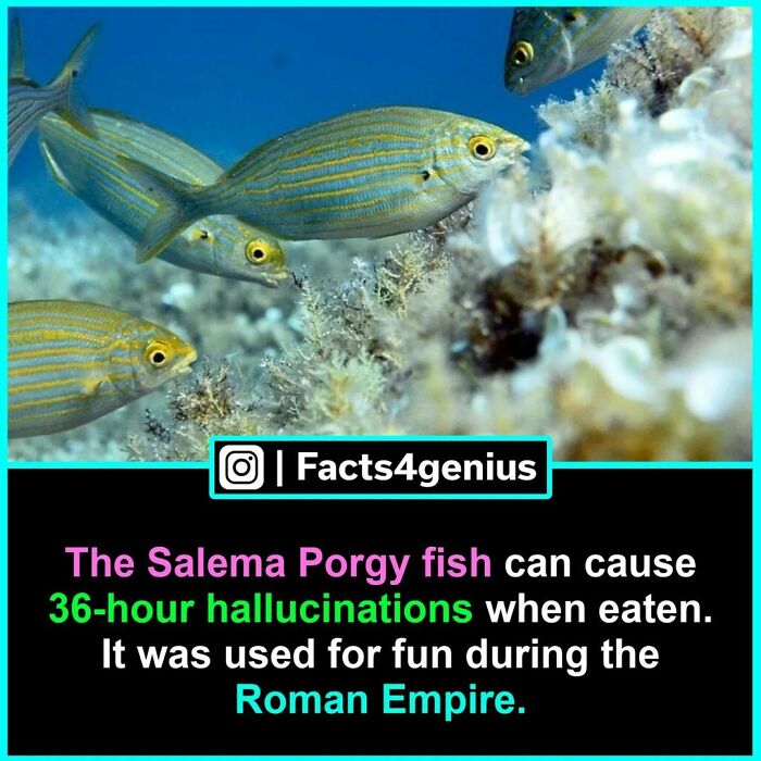 Salema Porgy fish causing hallucinations, used in Roman Empire; interesting facts for genius.