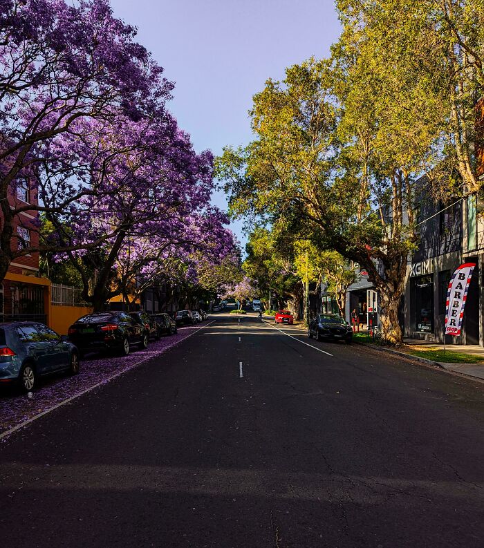 On A Quick Walk, I Stumbled Upon The Perfect Spot To Capture The Beauty Of Jacarandas In Full Bloom