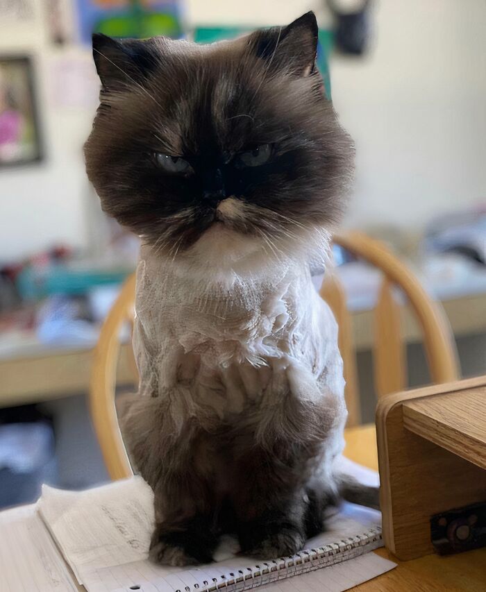 Friend’s Cat Got A Haircut. She Seems Very Pleased