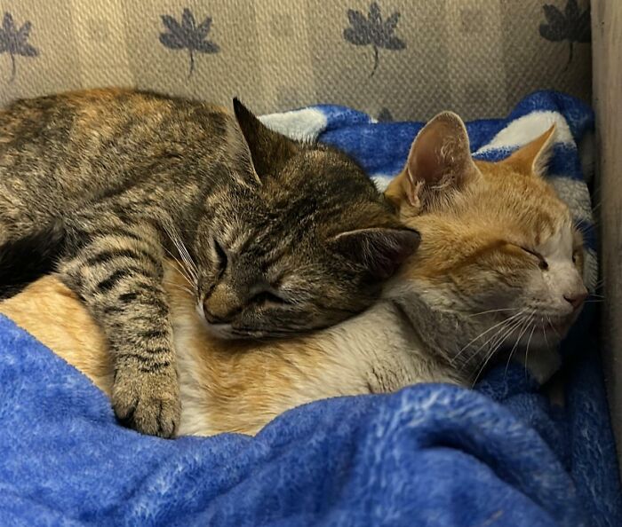 Somebody Gave Rat Poison To My Cat Simba (Orange) And Now He’s Slowly Recovering With Treatment. Luna My Other Cat Loves Her Personal Space But Decided To Keep Him Company During His Recovery And My Heart Is Just Melting