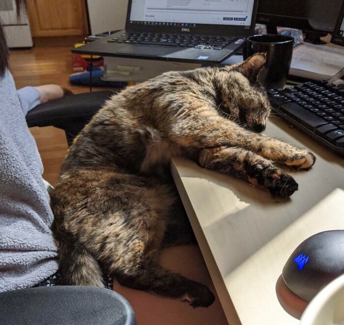 Dear Cat: Out Of All The Places To Take A Nap, Thanks For Being A Dweeb And Choosing To Flop In My Work Space. I Cannot Imagine This Is Comfortable In Any Way, But You’re Really Cute