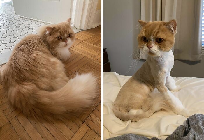 Whisky Got A Haircut, And We Discovered He Is 90% Head