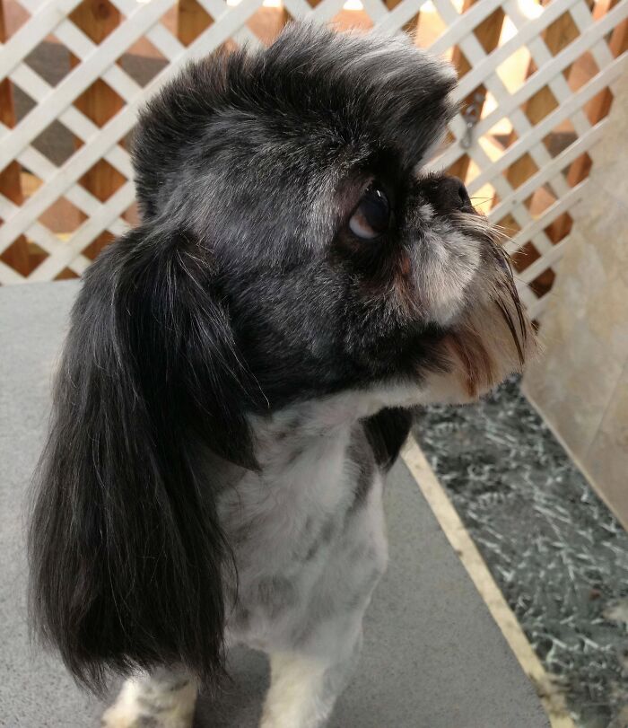 I Work At A Pet Groomers. One Of Our Customers Said I Could Give His Dog Any Haircut I Wanted. Results