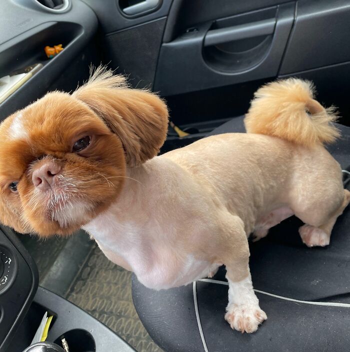 How Do You Like This Haircut? Who Can Guess What Breed?