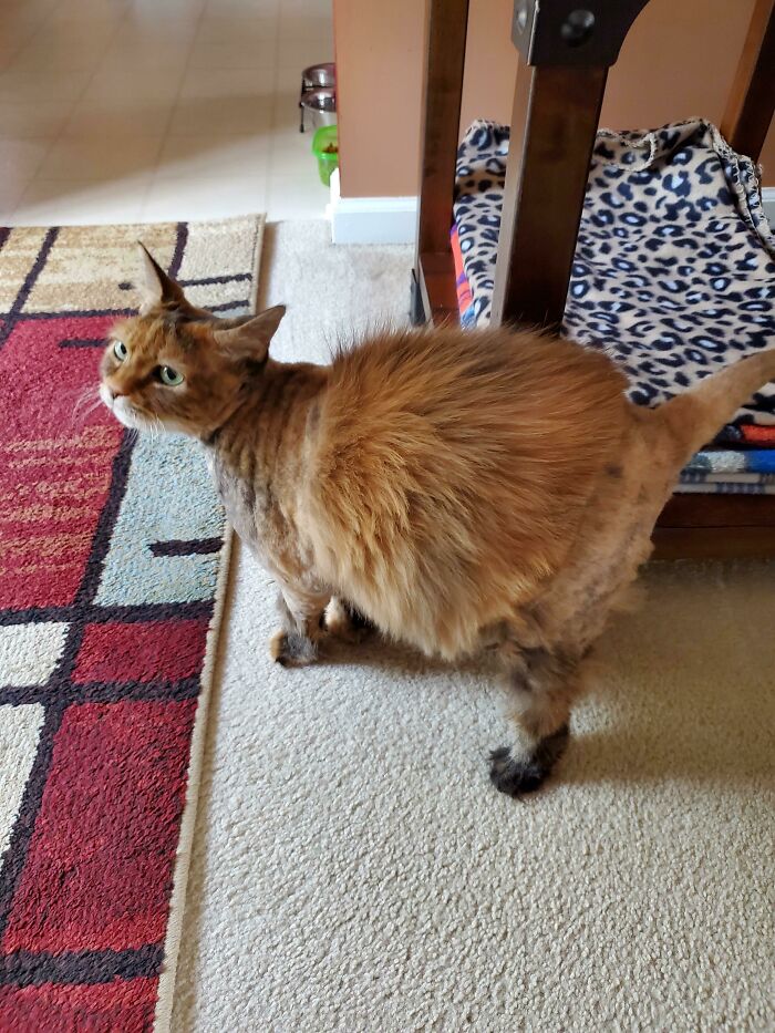 My Parents Cat, Butters. They Have To Shave Her Butt Cuz Poop Gets In Her Hair