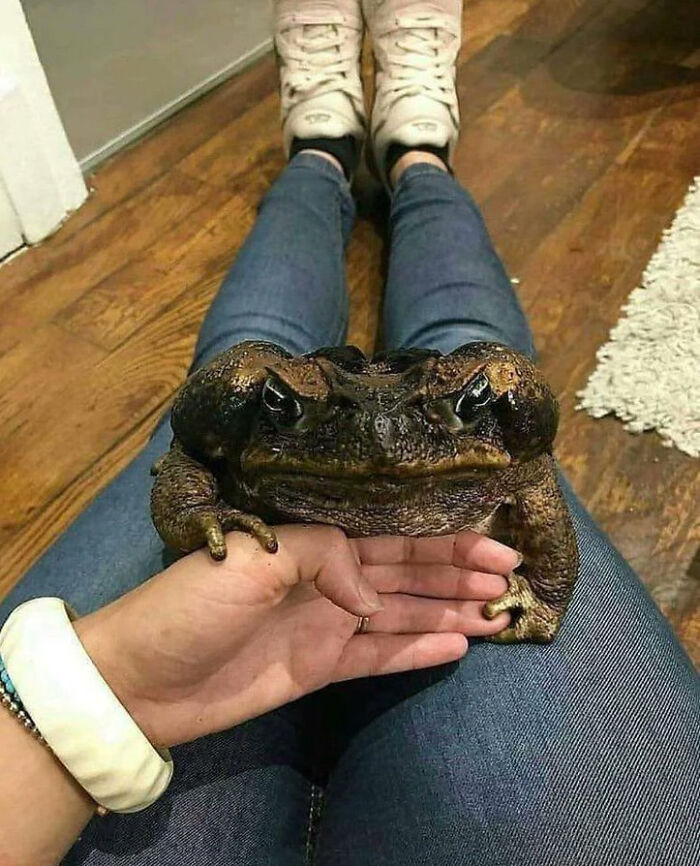 Large toad calmly resting on person's lap, highlighting absolute-units-things theme with its impressive size.