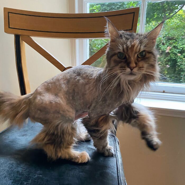 Vet Said She Needed To Take A Little Off To Get Rid Of A Belly Mat.... Dropped Off A Mainecoon And Picked Up A Shaved Weasel