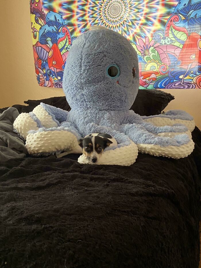 My Dog Only Loves The Octopus