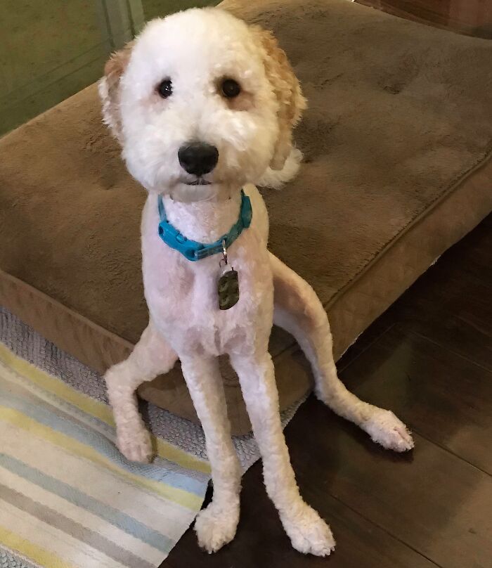 Charlie After He Was Groomed Short And Found Out He Has Rubber Legs