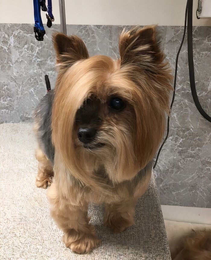 This Dog Showed Up To Petsmart And Asked To Speak To The Manager