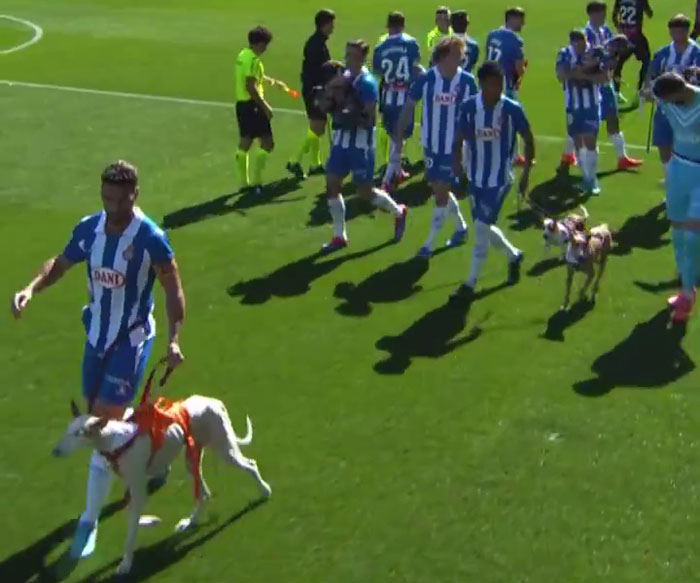 Abandoned Dogs Find Home After Football Team’s Awareness-Raising Action Before The Match