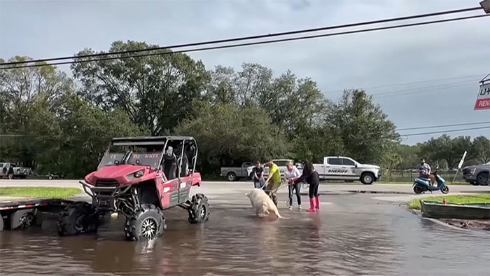 Pig Who Was Left Tied To Petrol Station Before Hurricane Gets Rescued, And People Online Love It