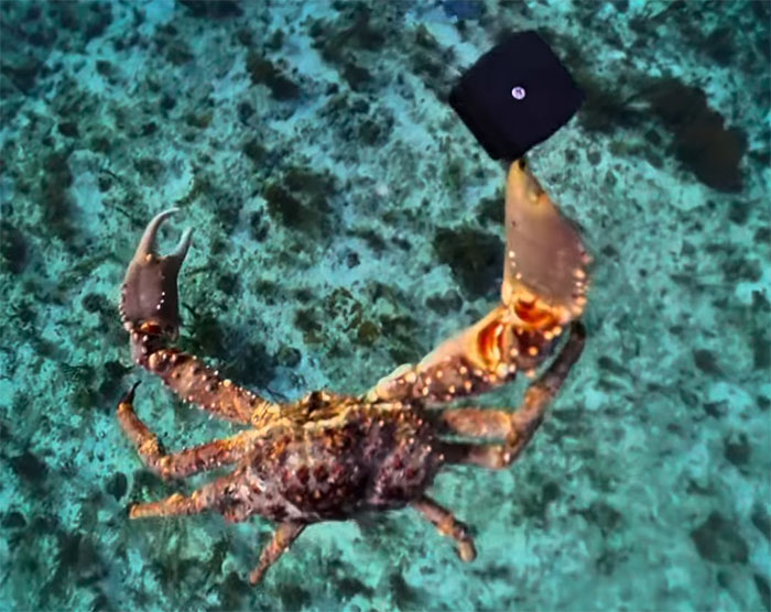 People Online Are Very Amused By This Crab Who Stole A Camera And Went On Filming His Adventures