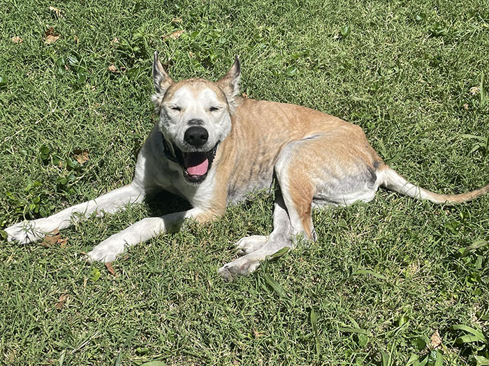 Terribly Neglected Dog Gets Rescued, Reveals His Full Beauty When He Heals And Grows Back His Fur