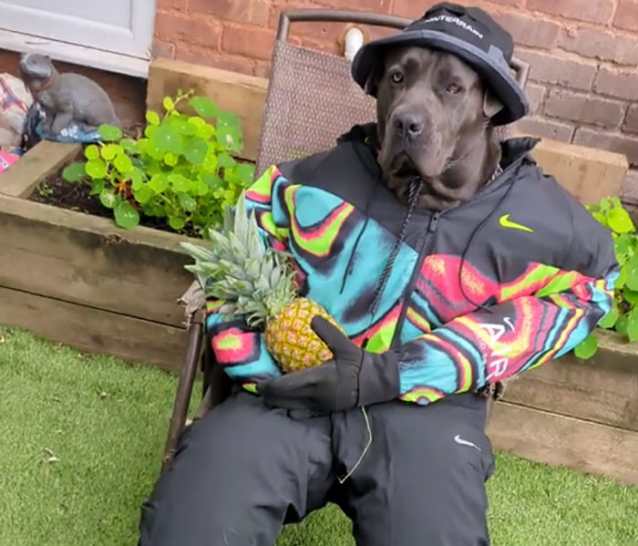 Hilarious Videos Of Mist The Cane Corso Dressed As Human Go Viral, Earn Her Over 1K A Month