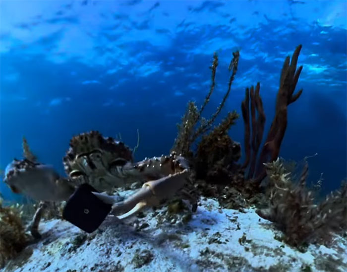 People Online Are Very Amused By This Crab Who Stole A Camera And Went On Filming His Adventures