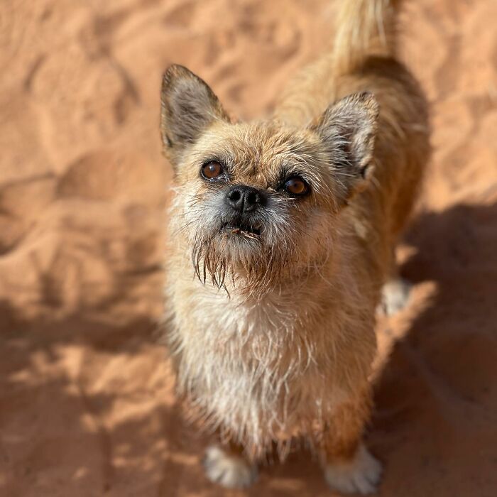 Stray Dog Runs 80 Miles With Athlete In Chinese Desert, Finds A New Home