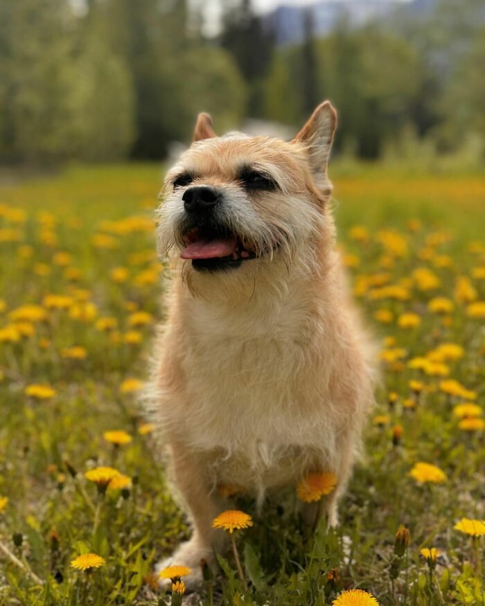 Stray Dog Runs 80 Miles With Athlete In Chinese Desert, Finds A New Home