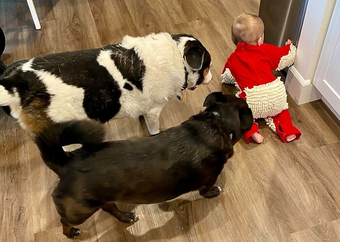  There Is Something Smug About These Dogs Watching Their Human Overlords Doing Some Dirty Work With This Baby Mop Onesie 