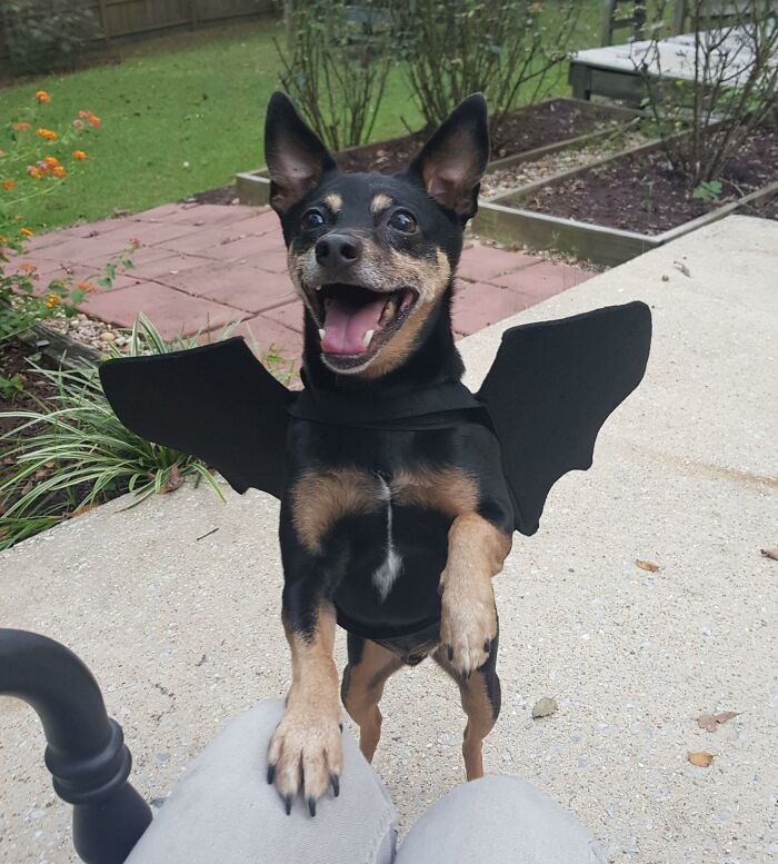 Let Your Pup Take Flight This Halloween In A Spooktacular Dog Bat Costume - Because Even The Most Adorable Creatures Can Embrace Their Inner Creature Of The Night!