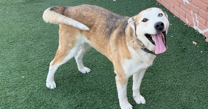 Terribly Neglected Dog Gets Rescued, Reveals His Full Beauty When He Heals And Grows Back His Fur