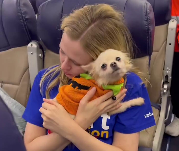 Airlines Help Evacuate Shelter Animals, Pilot Falls In Love With A Kitty And Decides To Adopt Her