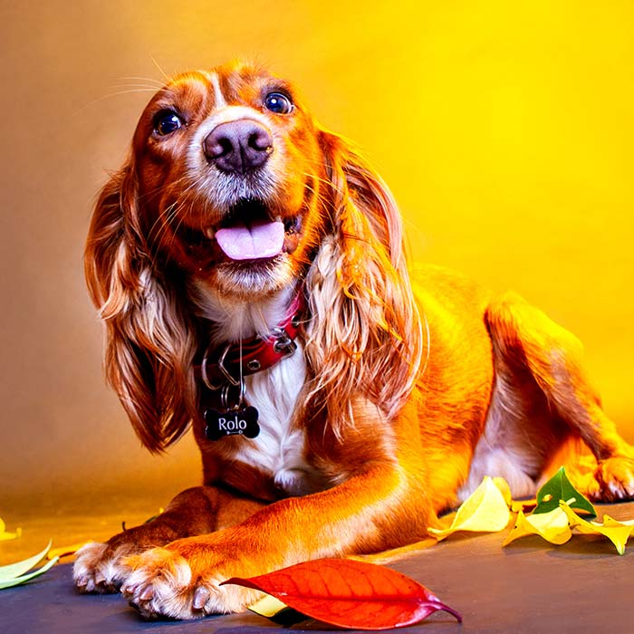 Colorful Pawtraits Of Dogs That I Took (13 Pics)