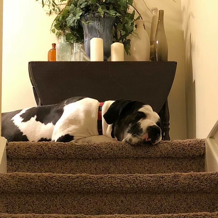 Some Mornings, The Stairs Are Just Too Much Effort