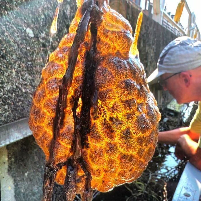 "Spreading Rapidly": Bizarre Orange “Alien Egg Pods” Pulled Out Of River