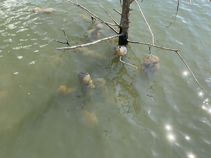 "Spreading Rapidly": Bizarre Orange “Alien Egg Pods” Pulled Out Of River