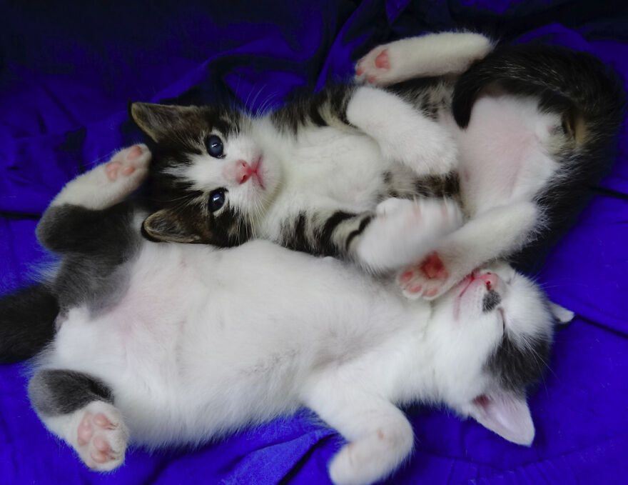 Adorable Kittens From Slovenia