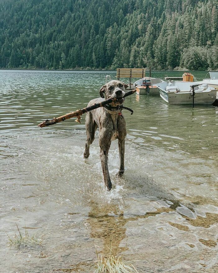 Some Days Are All About Chasing Sticks In The Water 🪵