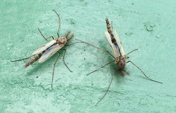 Chironomidae-67187c7a5a989-png.jpg