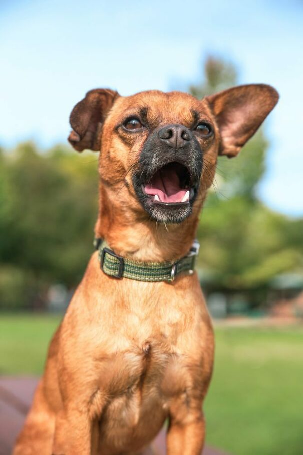 Chiweenie-sitting-in-park-mid-bark-670e44703755d.jpg