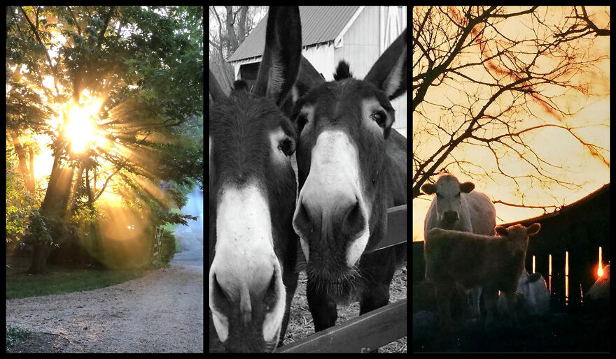 Deborah Morrow Photographs The Spirit Of The Countryside